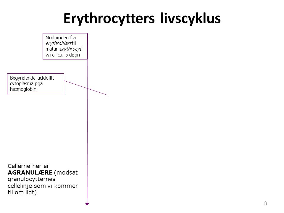 Erythrocytters livscyklus