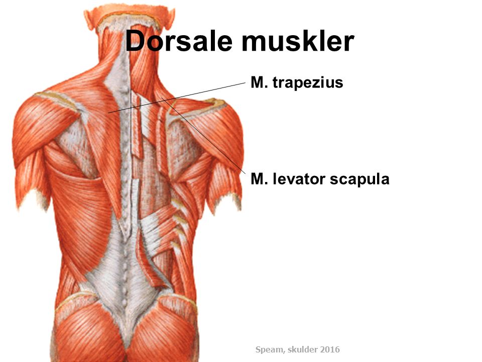 Dorsale muskler M. trapezius M. levator scapula DSMM Basiskursus