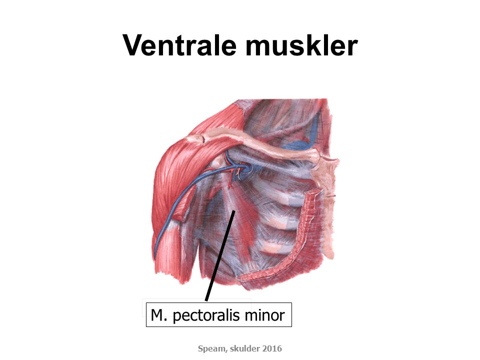 Ventrale muskler M. pectoralis minor DSMM Basiskursus