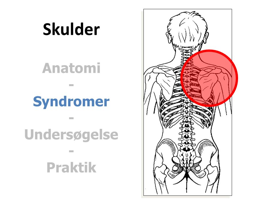 Skulder Anatomi - Syndromer - Undersøgelse - Praktik