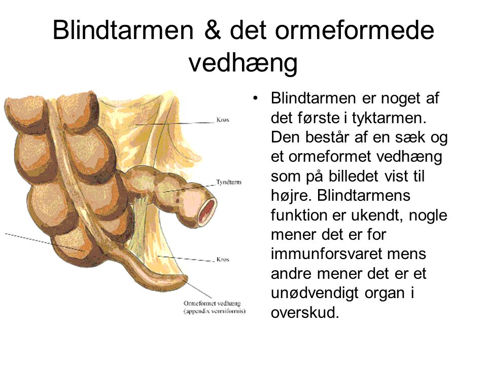 Blindtarmen & det ormeformede vedhæng