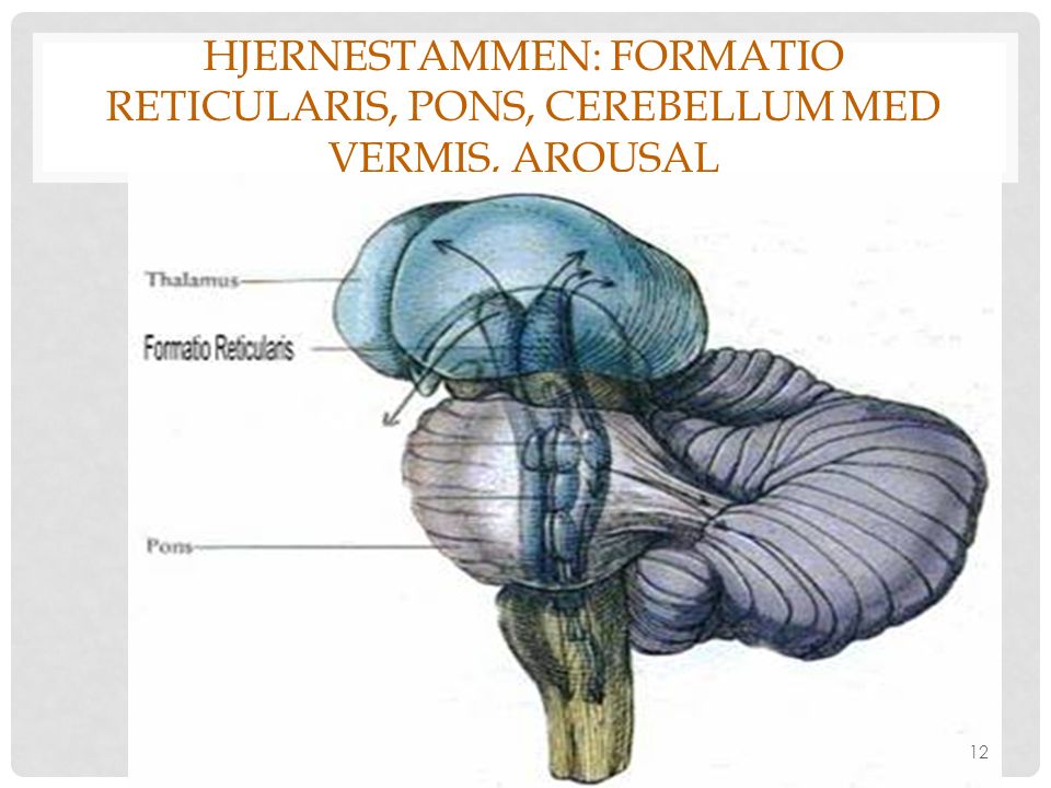 Hjernestammen: Formatio reticularis, pons, cerebellum med vermis, arousal