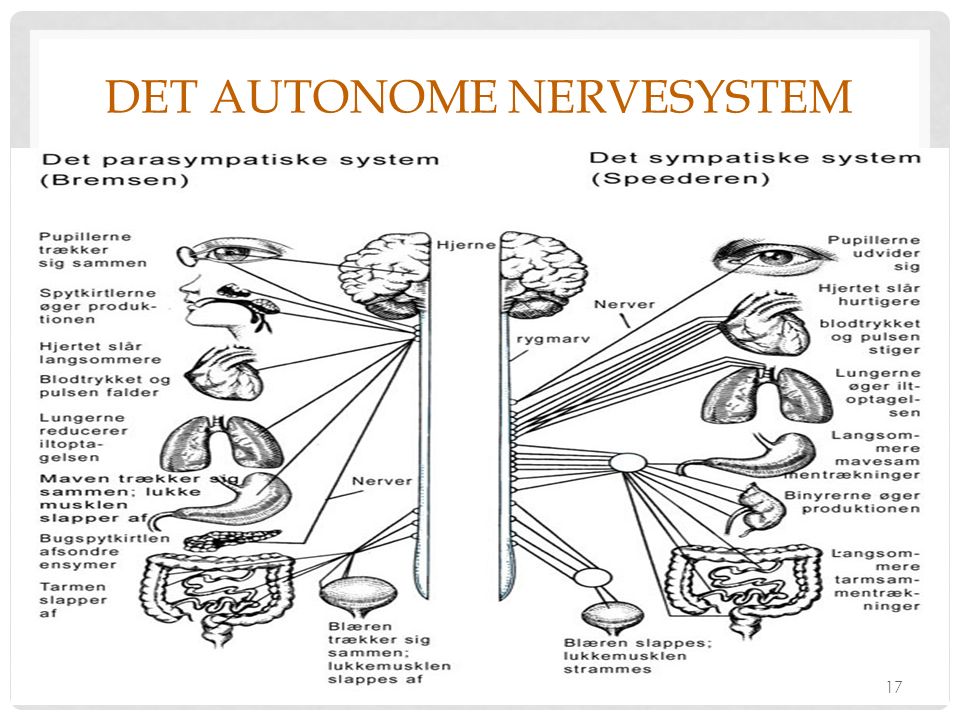 Det autonome nervesystem