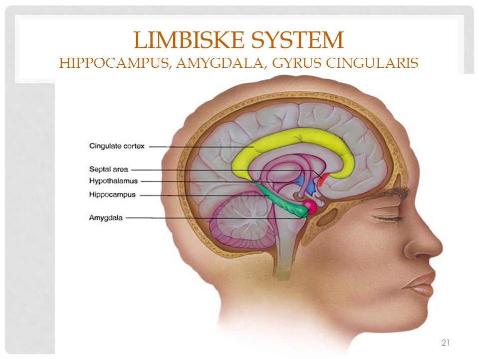 Limbiske system Hippocampus, Amygdala, Gyrus cingularis