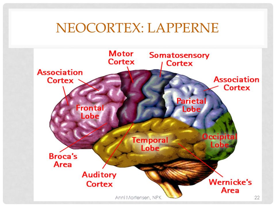 Neocortex: Lapperne Anni Mortensen, NPK