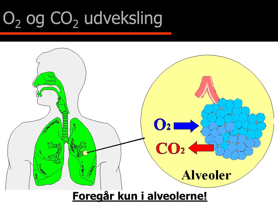 O2 og CO2 udveksling Foregår kun i alveolerne!