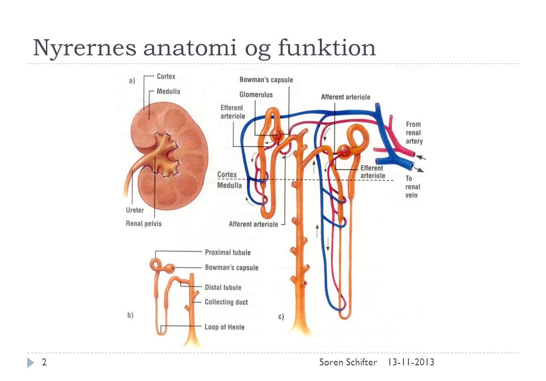 Nyrernes anatomi og funktion