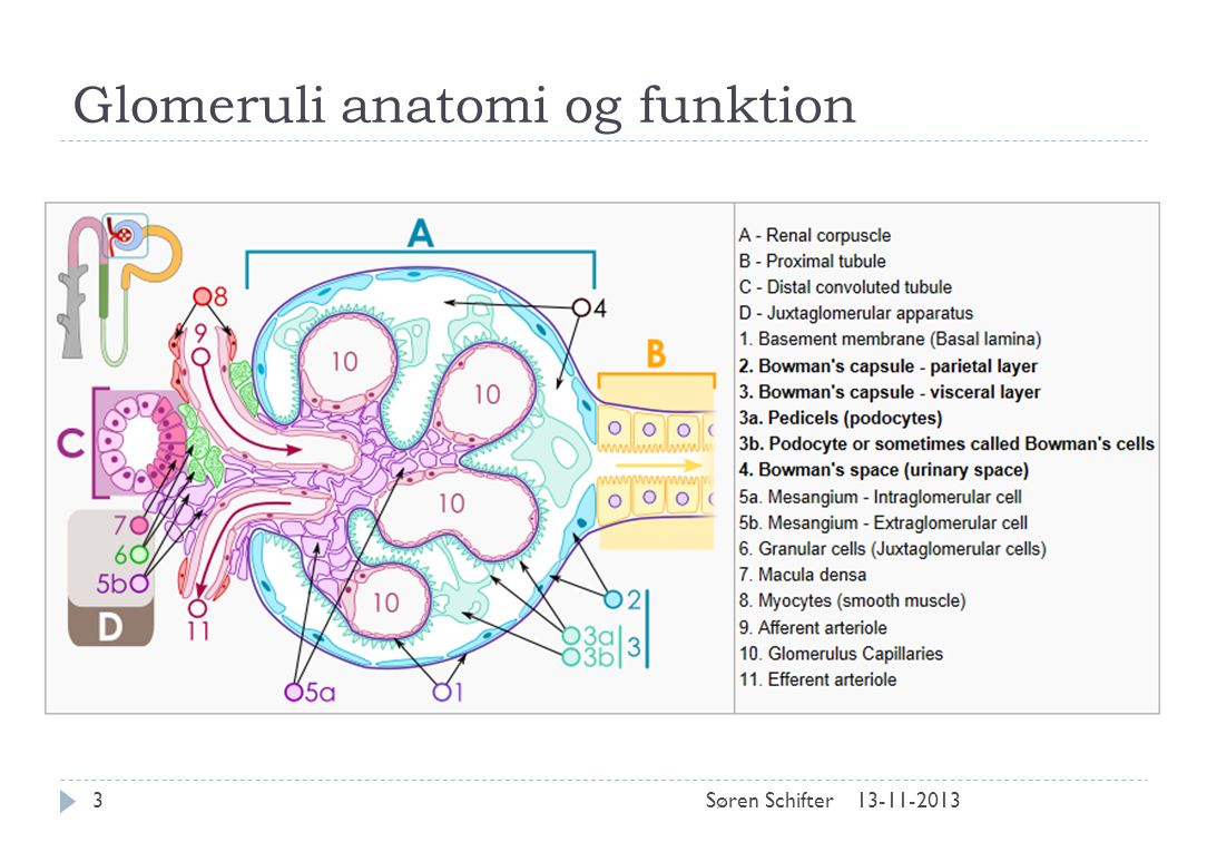 Glomeruli anatomi og funktion