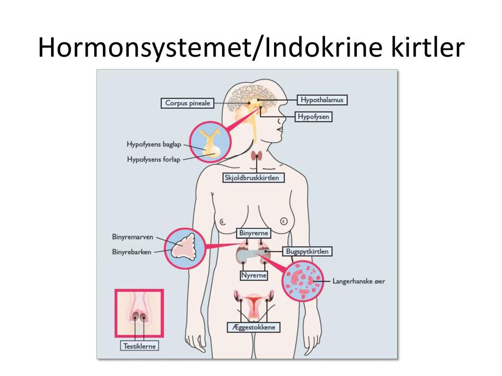 Hormonsystemet/Indokrine kirtler