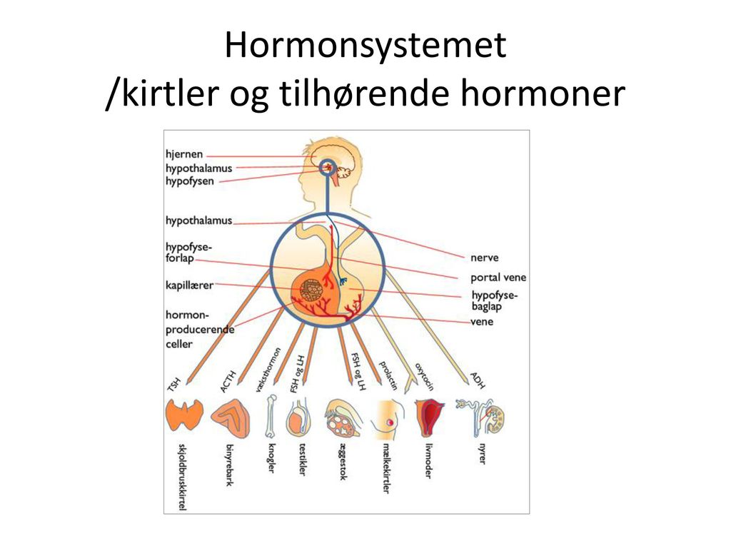 Hormonsystemet /kirtler og tilhørende hormoner