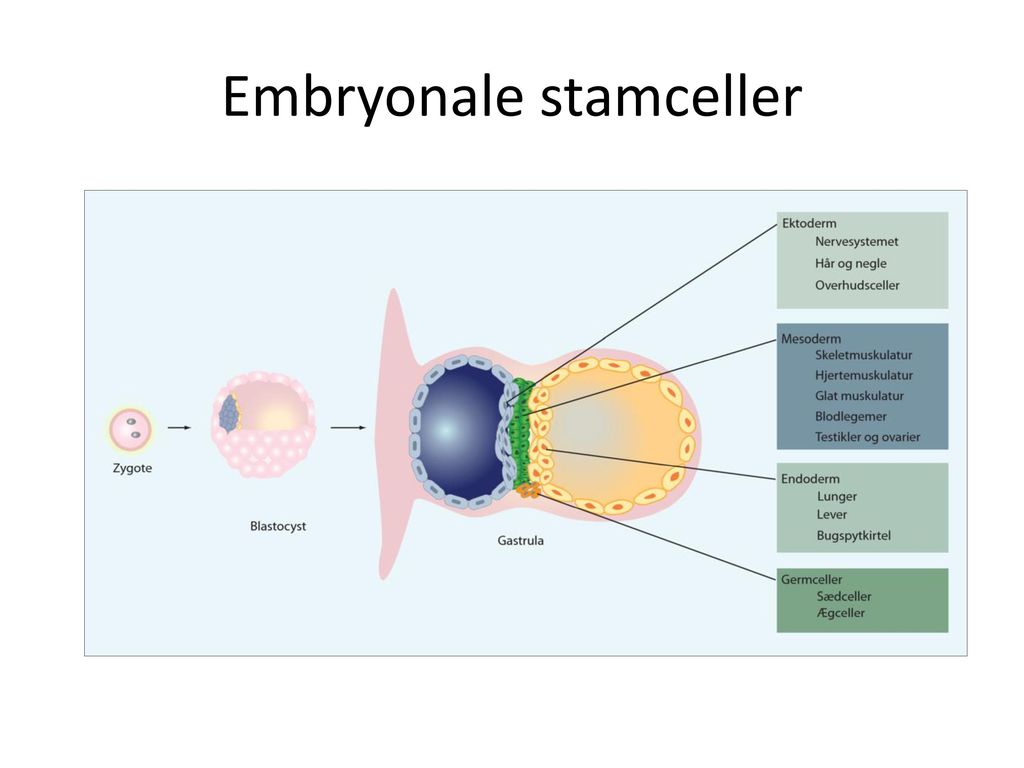 Embryonale stamceller
