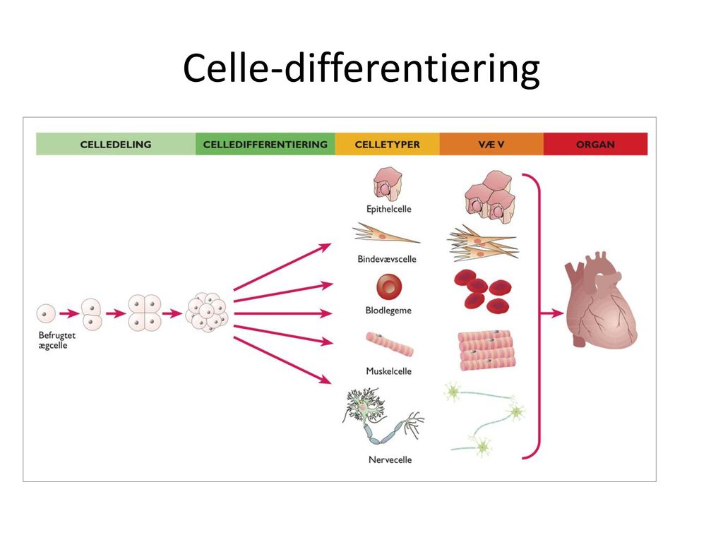Celle-differentiering