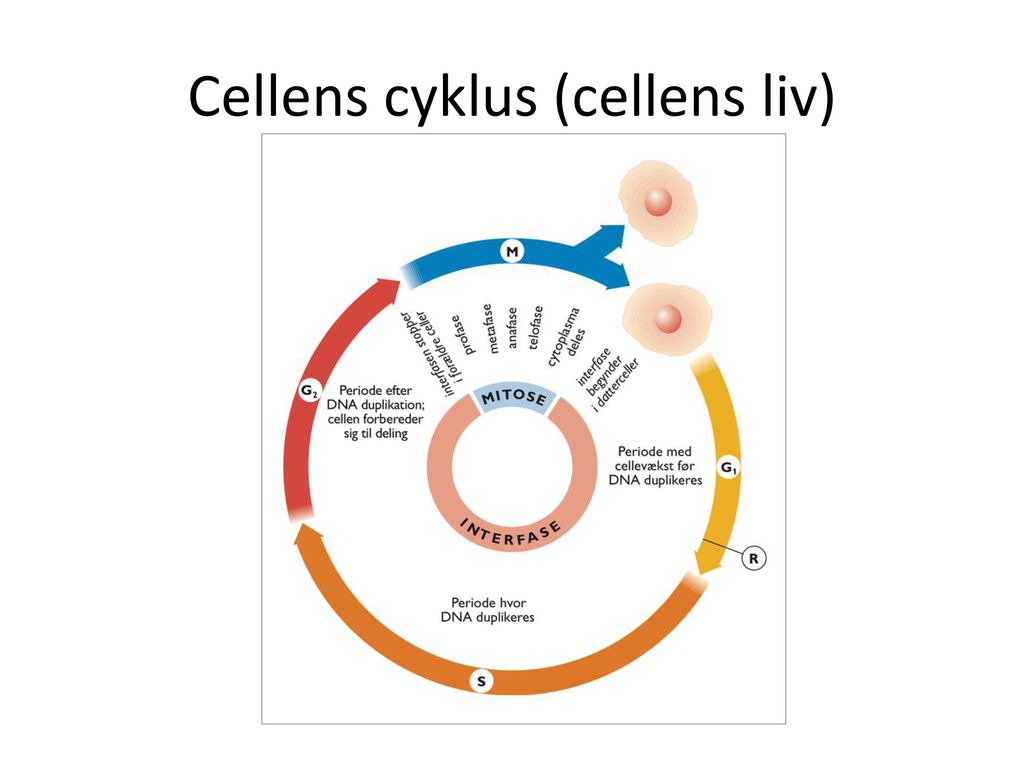 Cellens cyklus (cellens liv)