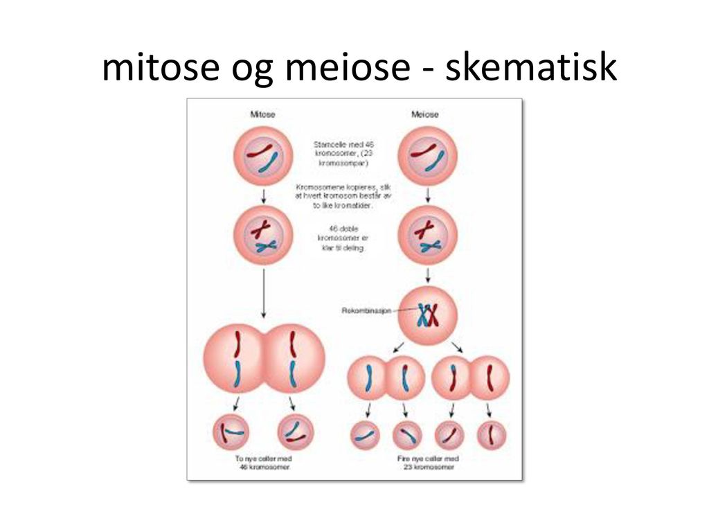 mitose og meiose - skematisk
