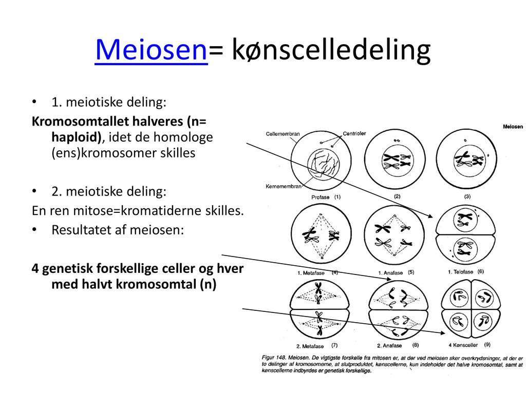 Meiosen= kønscelledeling
