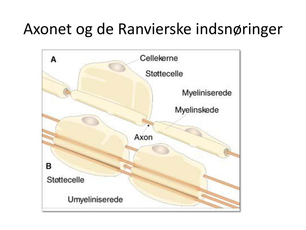 Axonet og de Ranvierske indsnøringer