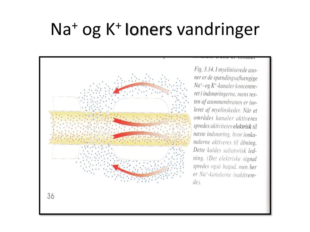 Na+ og K+ Ioners vandringer