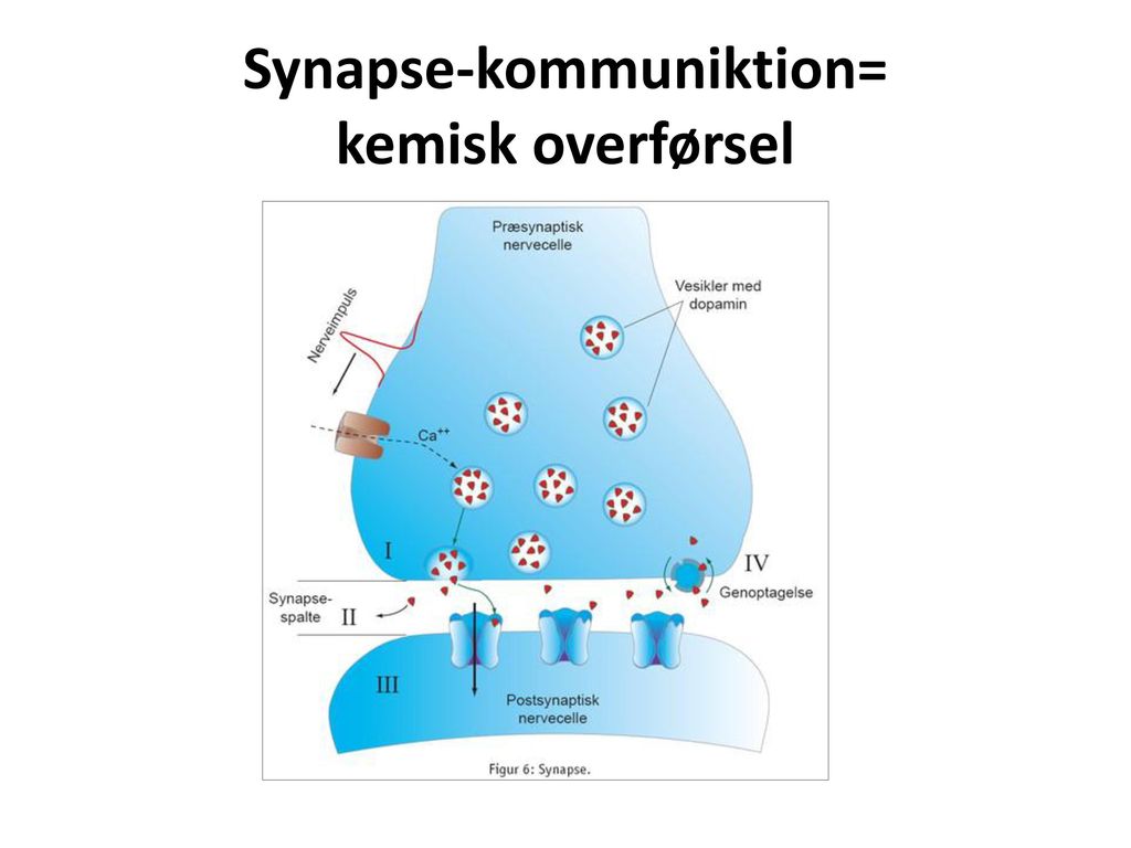 Synapse-kommuniktion= kemisk overførsel