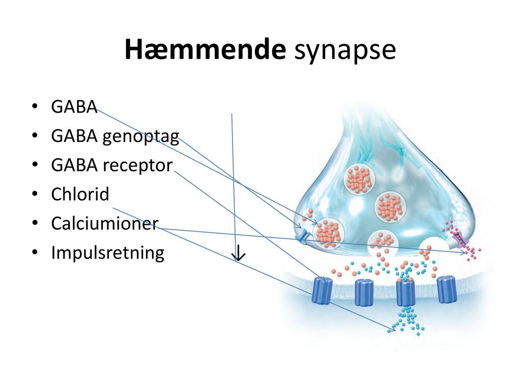 Hæmmende synapse GABA GABA genoptag GABA receptor Chlorid Calciumioner