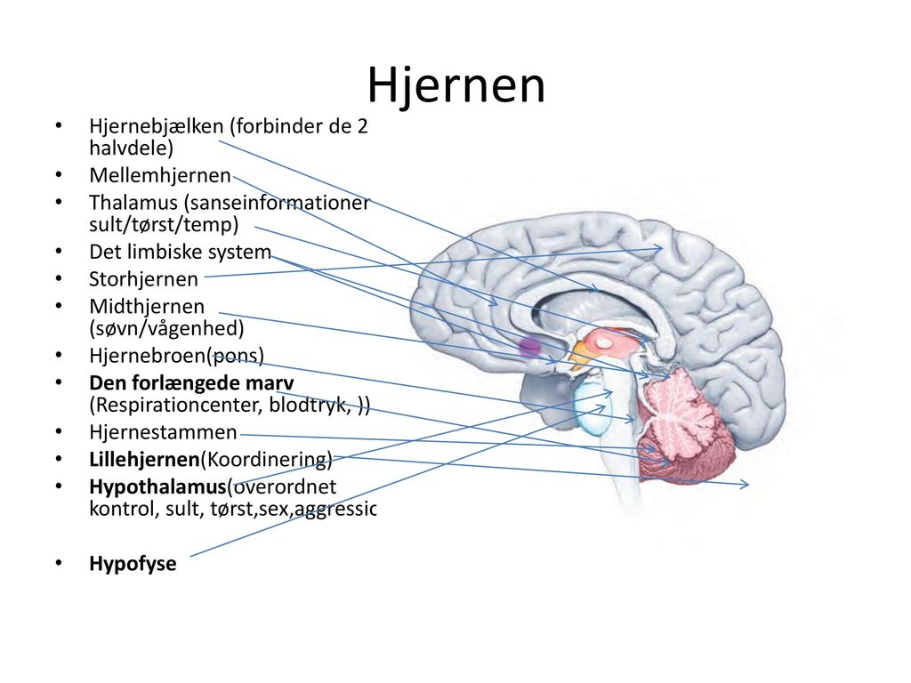 Hjernen Hjernebjælken (forbinder de 2 halvdele) Mellemhjernen