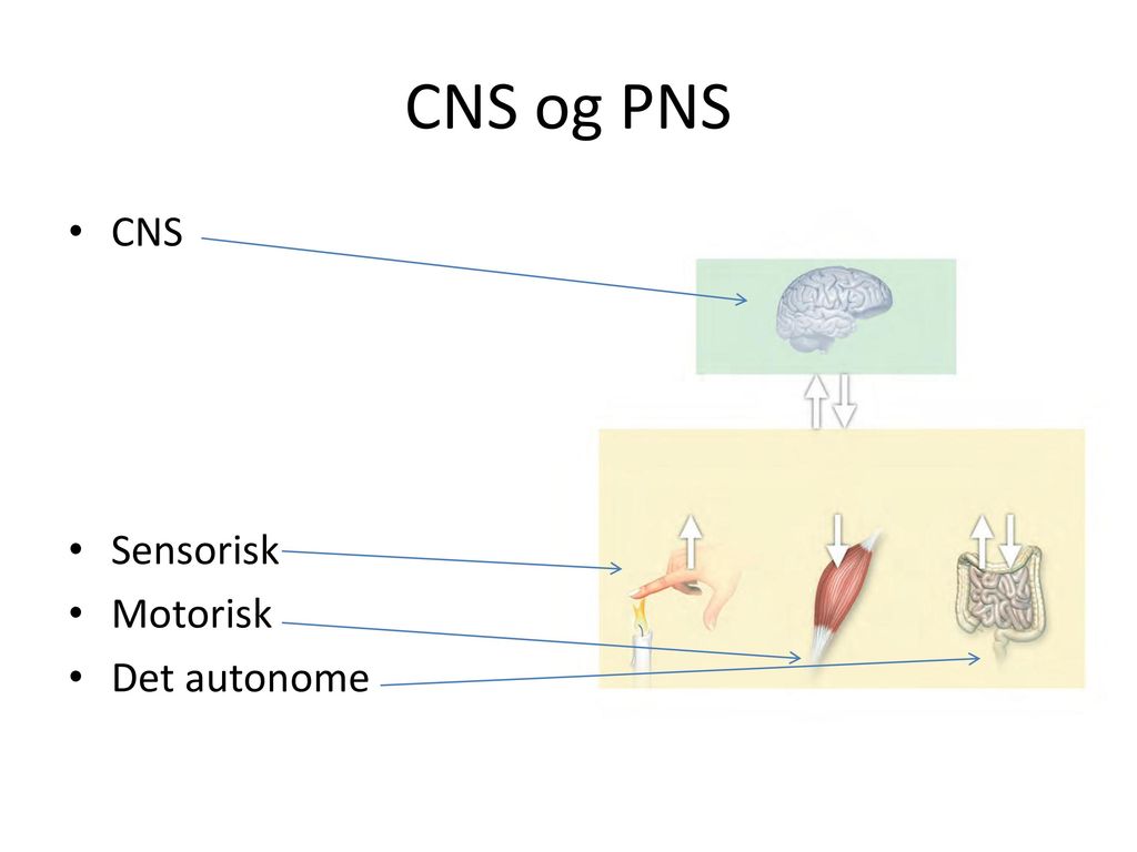 CNS og PNS CNS Sensorisk Motorisk Det autonome