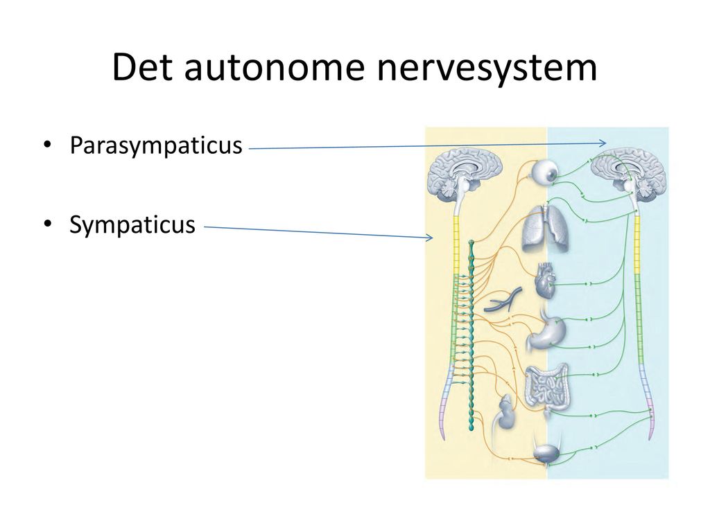 Det autonome nervesystem