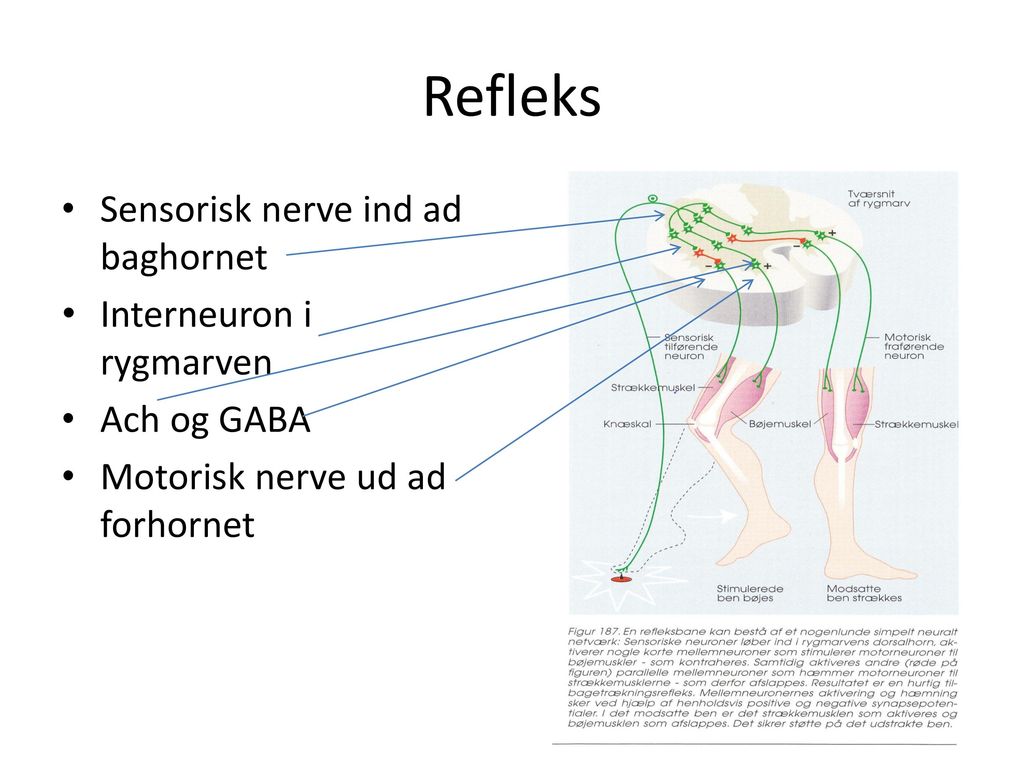 Refleks Sensorisk nerve ind ad baghornet Interneuron i rygmarven