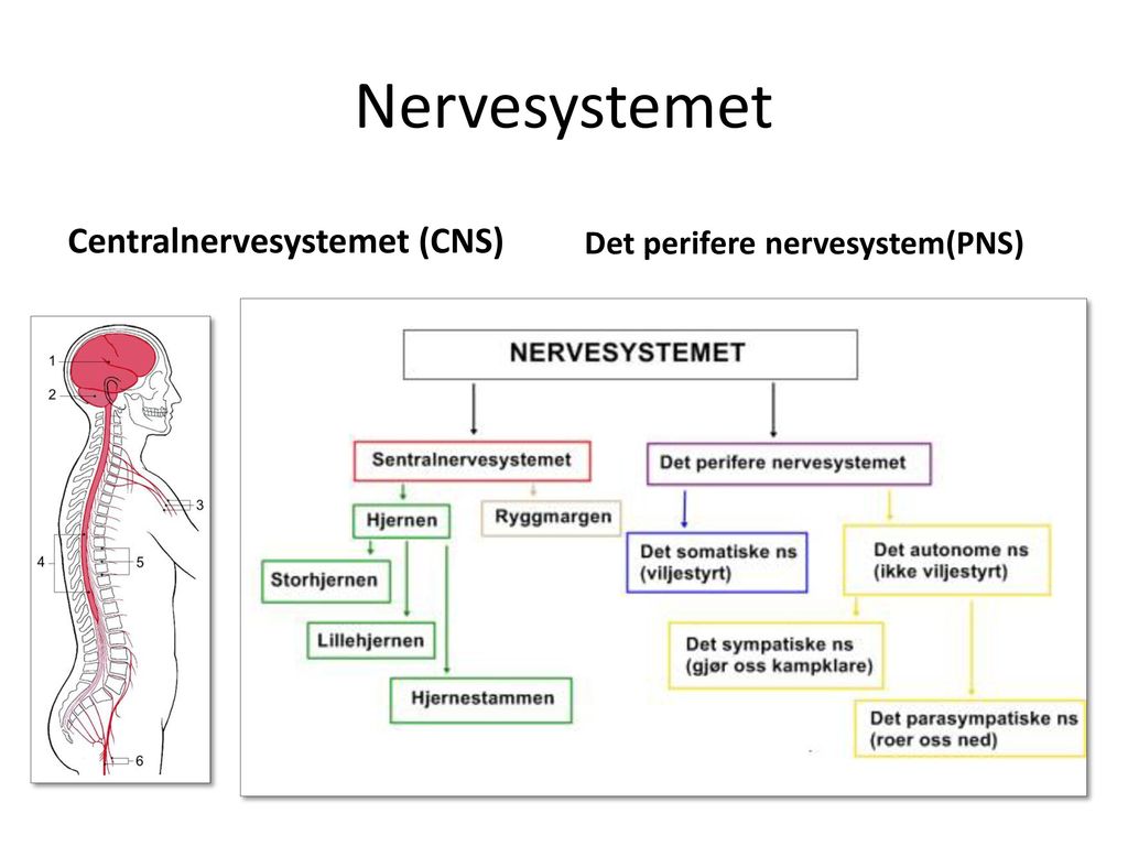 Nervesystemet Centralnervesystemet (CNS) Det perifere nervesystem(PNS)