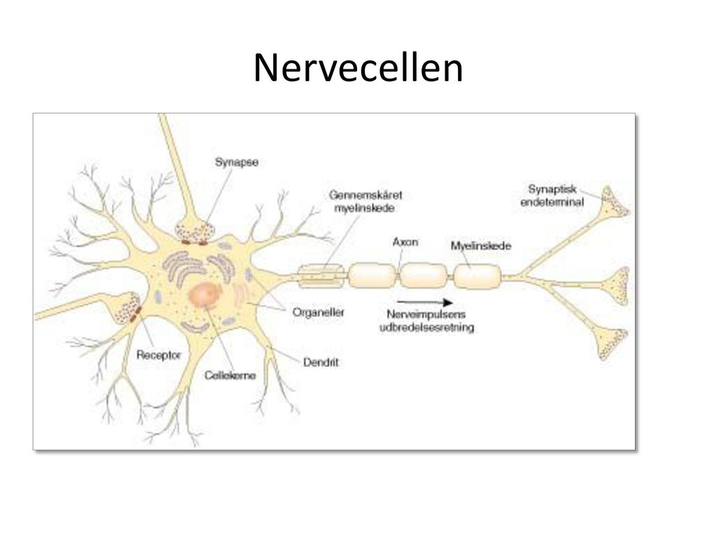 Nervecellen