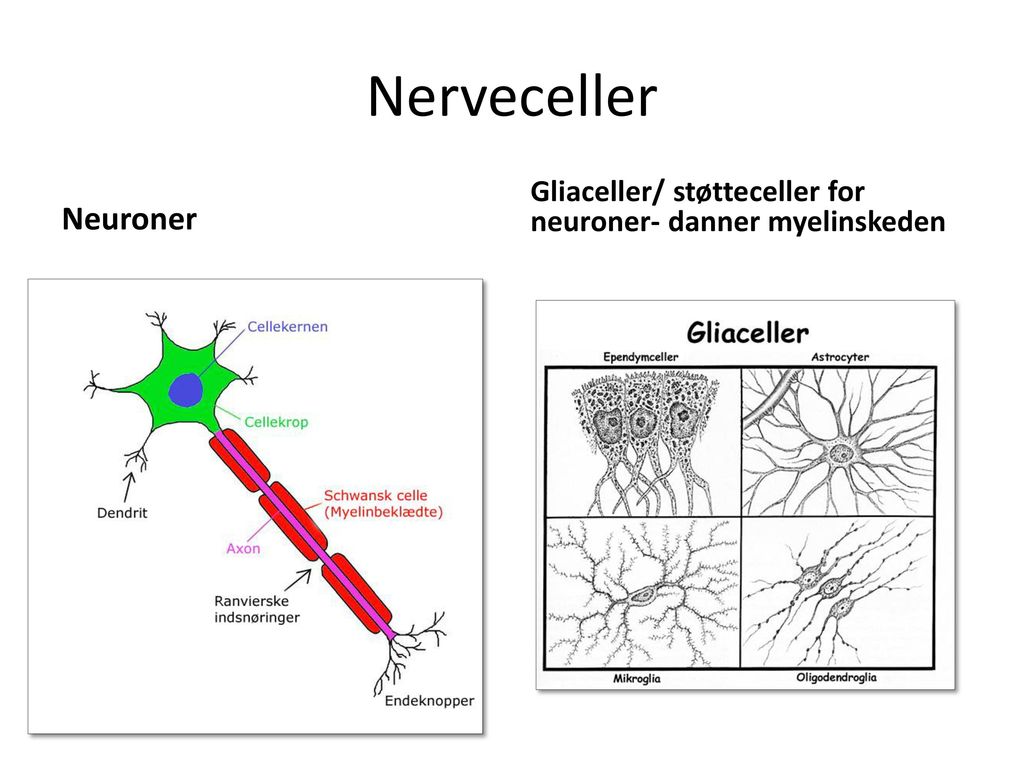 Nerveceller Neuroner Gliaceller/ støtteceller for neuroner- danner myelinskeden