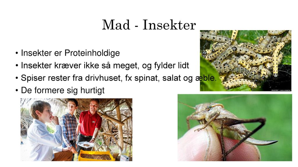 Mad - Insekter Insekter er Proteinholdige