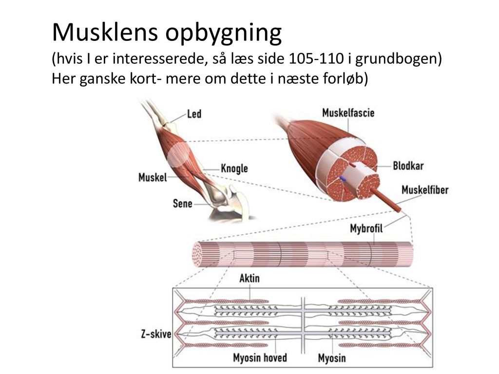 Musklens opbygning (hvis I er interesserede, så læs side i grundbogen) Her ganske kort- mere om dette i næste forløb)