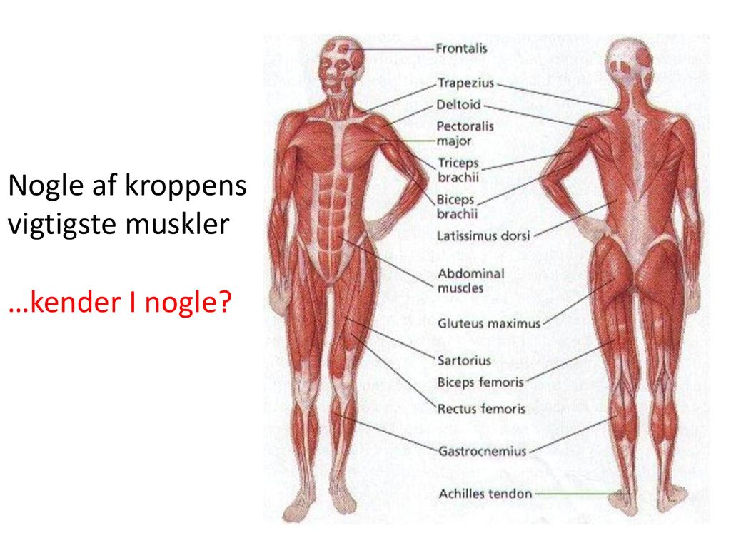 Nogle af kroppens vigtigste muskler …kender I nogle
