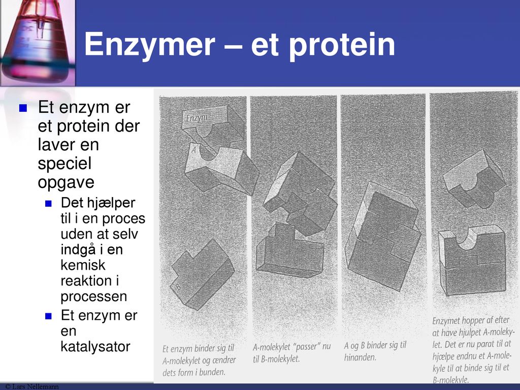 Enzymer – et protein Et enzym er et protein der laver en speciel opgave.