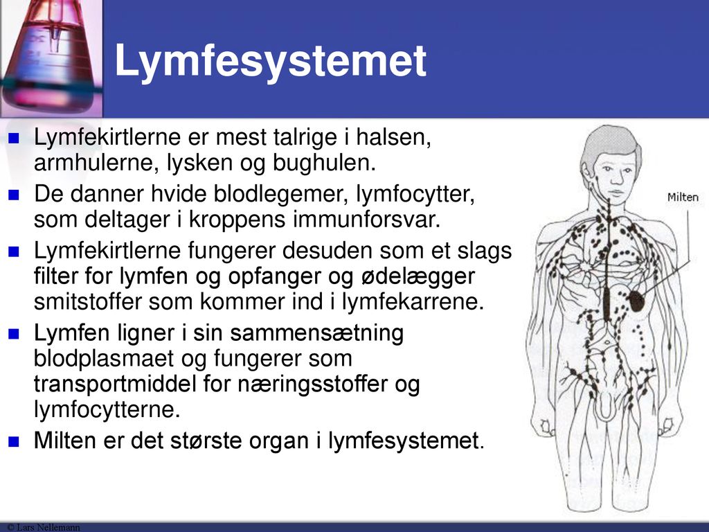 Lymfesystemet Lymfekirtlerne er mest talrige i halsen, armhulerne, lysken og bughulen.