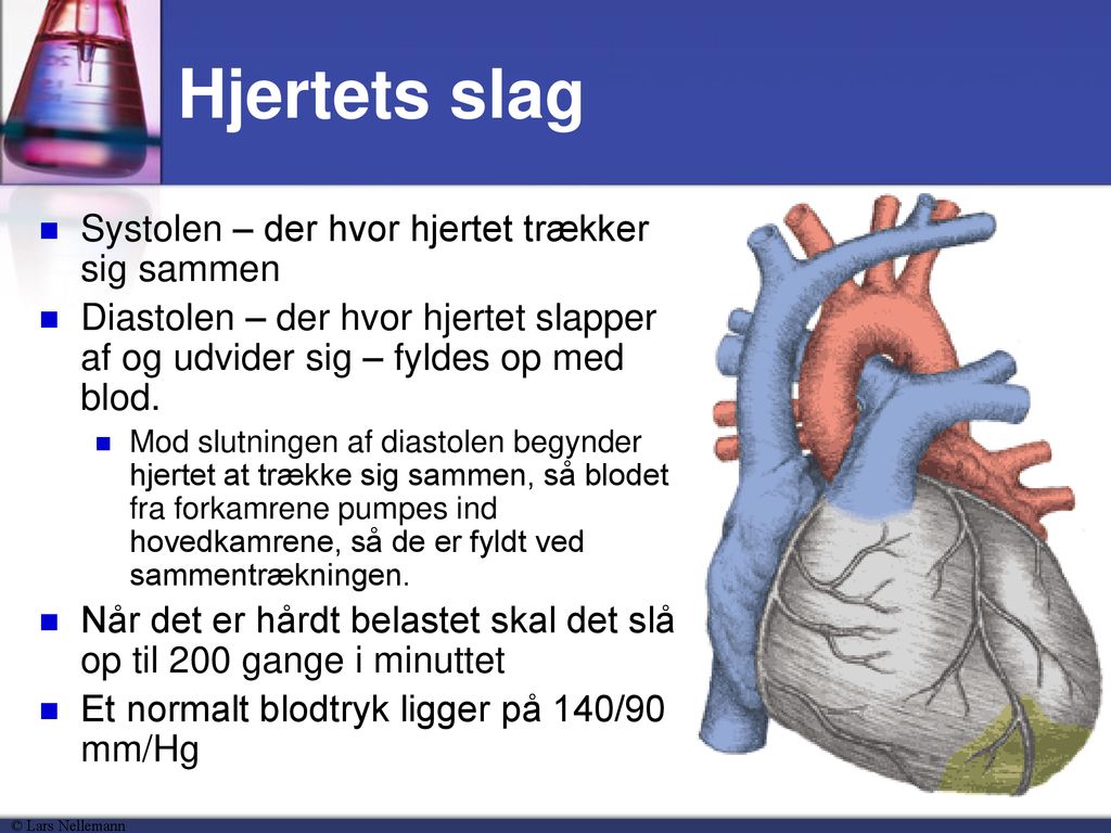 Hjertets slag Systolen – der hvor hjertet trækker sig sammen