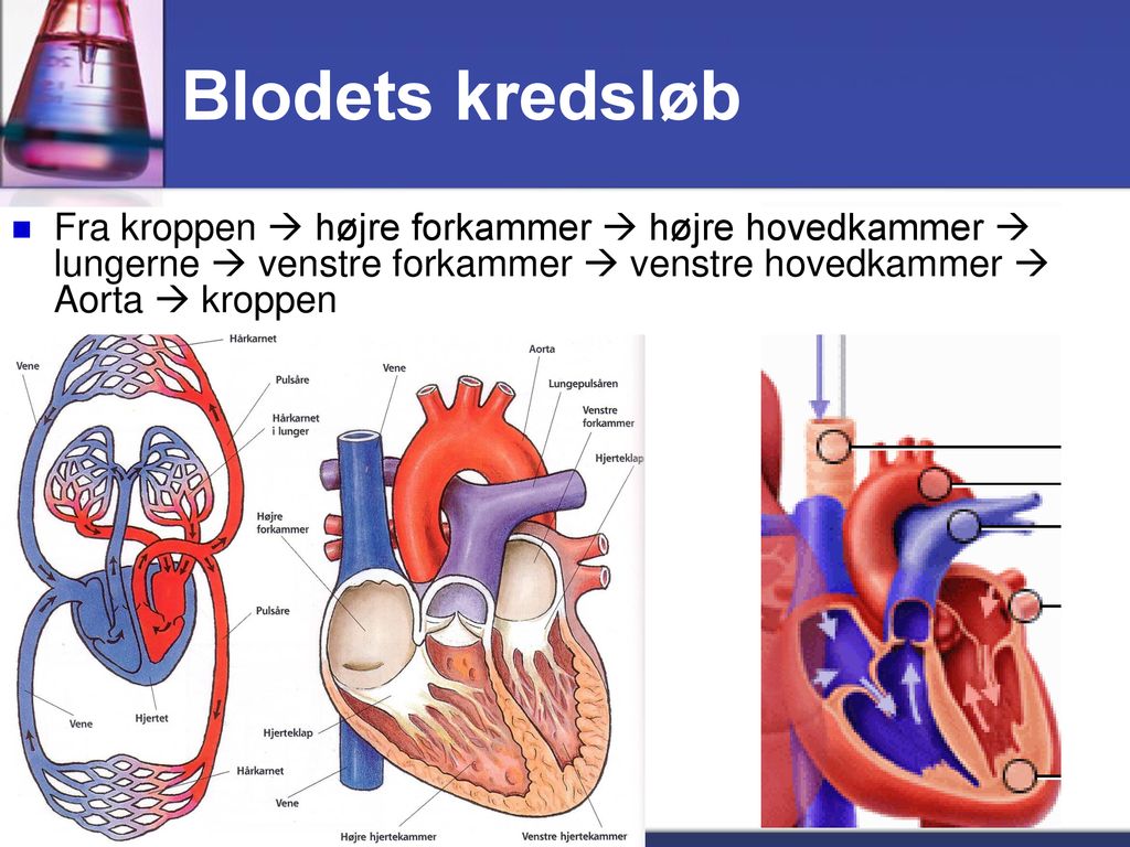 Blodets kredsløb Fra kroppen  højre forkammer  højre hovedkammer  lungerne  venstre forkammer  venstre hovedkammer  Aorta  kroppen.