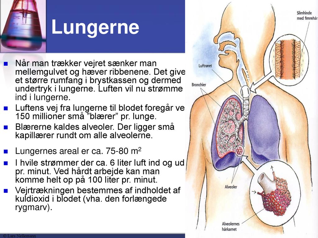 Lungerne