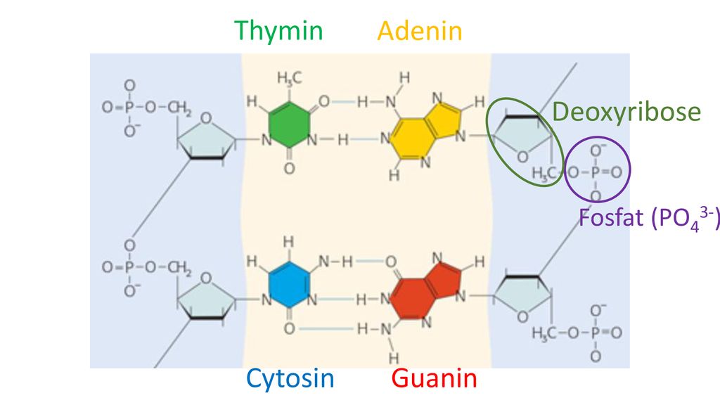 Thymin Adenin Deoxyribose Fosfat (PO43-) Cytosin Guanin