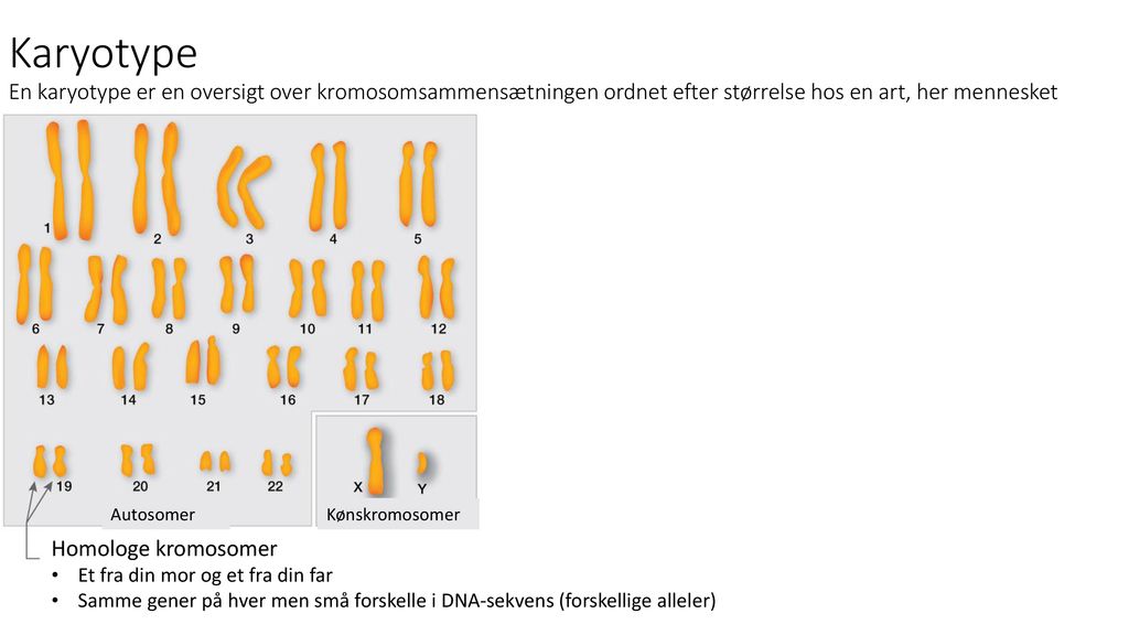 Karyotype En karyotype er en oversigt over kromosomsammensætningen ordnet efter størrelse hos en art, her mennesket