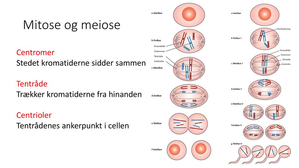 Mitose og meiose Centromer Stedet kromatiderne sidder sammen Tentråde