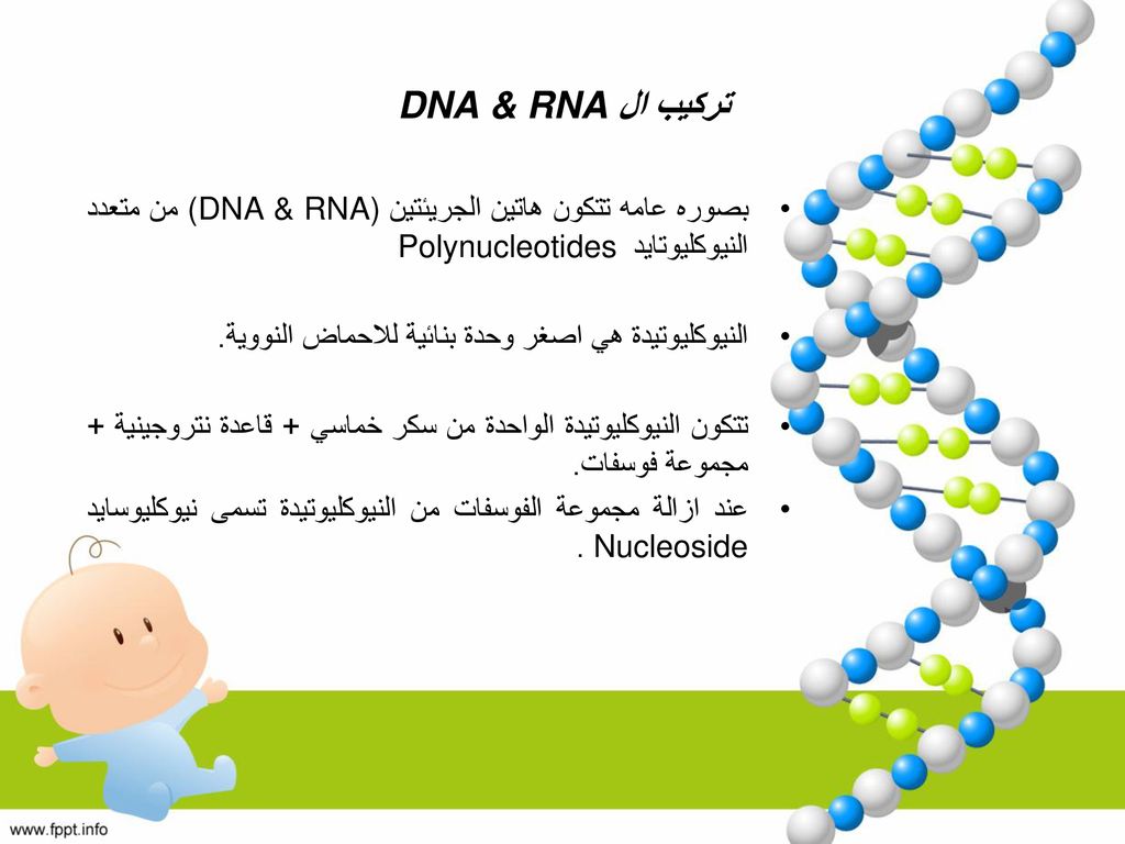 تركيب ال DNA & RNA بصوره عامه تتكون هاتين الجريئتين (DNA & RNA) من متعدد النيوكليوتايد Polynucleotides.