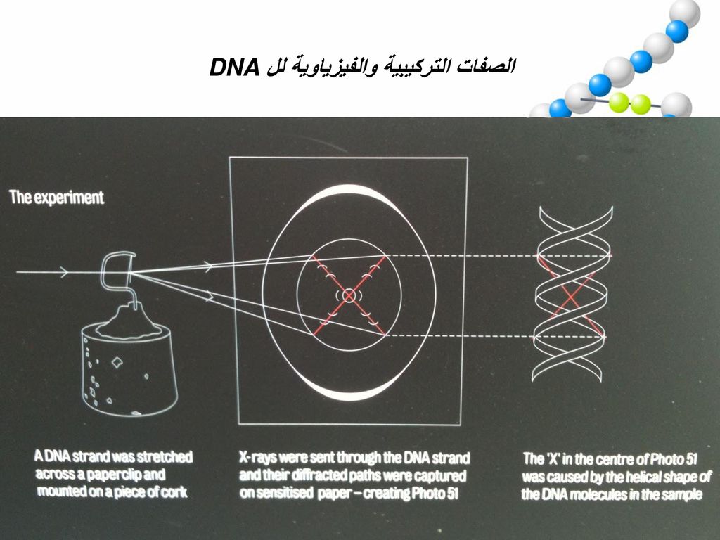 الصفات التركيبية والفيزياوية لل DNA