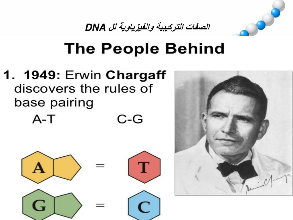 الصفات التركيبية والفيزياوية لل DNA