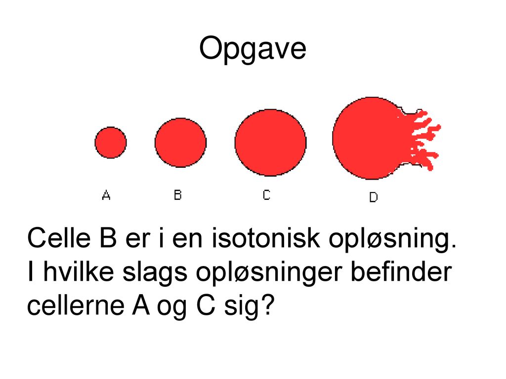 Opgave Celle B er i en isotonisk opløsning.