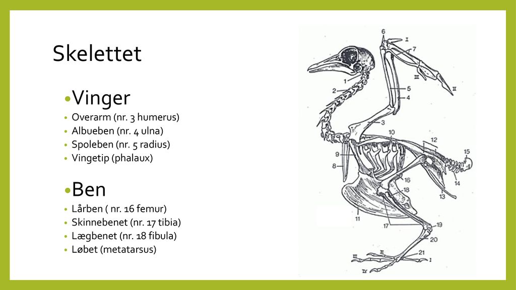 Skelettet Vinger Ben Overarm (nr. 3 humerus) Albueben (nr. 4 ulna)