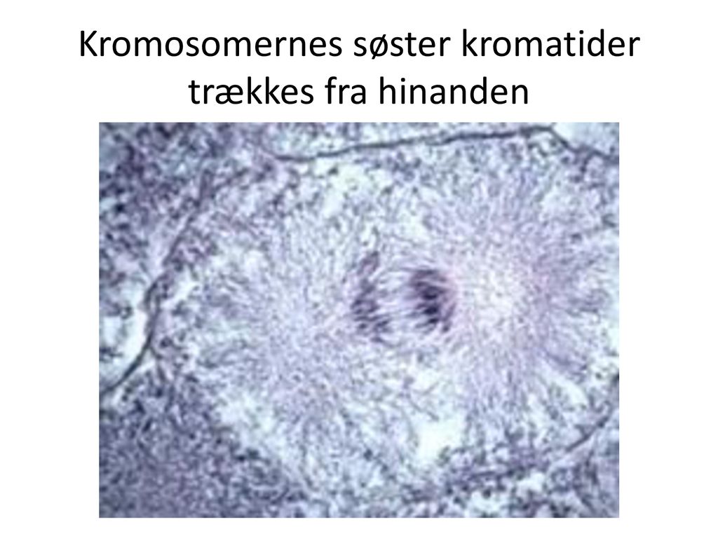 Kromosomernes søster kromatider trækkes fra hinanden