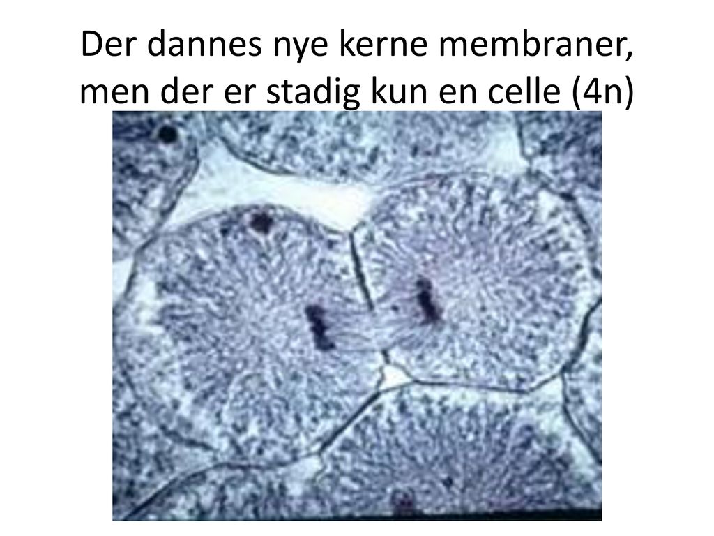 Der dannes nye kerne membraner, men der er stadig kun en celle (4n)