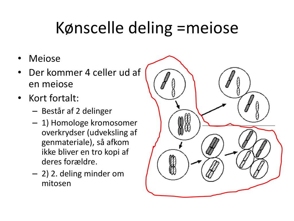 Kønscelle deling =meiose