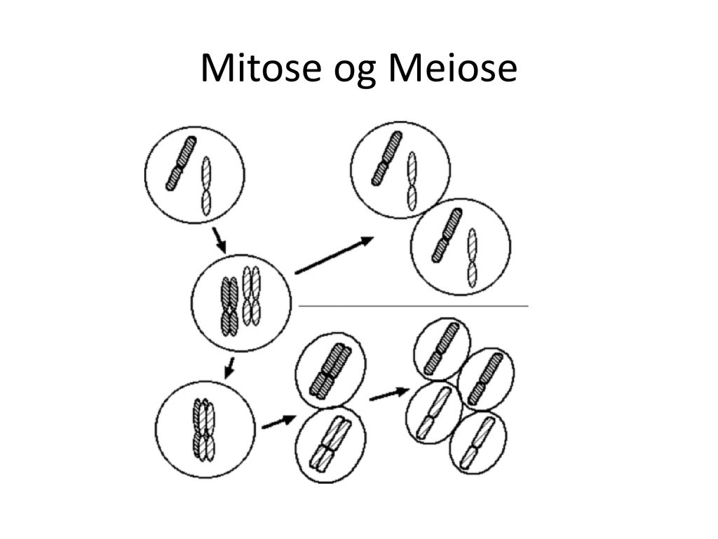 Mitose og Meiose